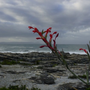 Gladiolus cuconius